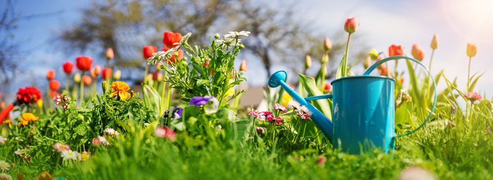 Beautiful,Flower,Seedlings,Growing,In,The,Soil,At,The,Garden. Flowers and watering can, CSR